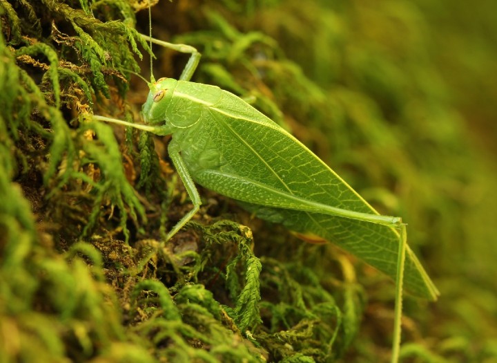 Modest Katydid